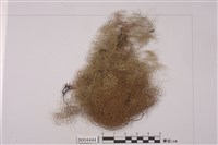 藏品(菘蘿屬 )的圖片